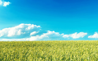 Green grass blue sky clouds 24 - the background and a plane free wallpaper