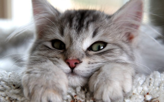 Cat paws pillow eyes camera - glamor pose free wallpaper