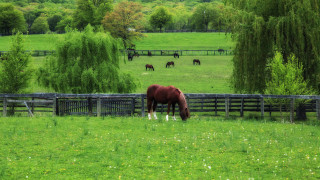 Horse grazing fence trees forest - anne rigney free wallpaper
