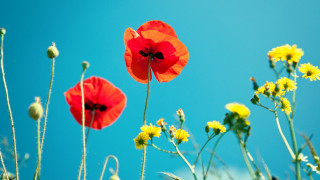 Red yellow flowers blue sky - yellow flower free wallpaper