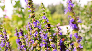 Bee flower field purple bokeh - a bee free wallpaper