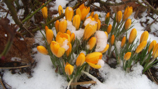 Yellow flowers snow covered ground - ground free wallpaper