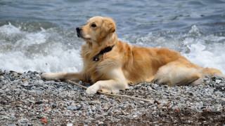 Dog beach ocean waves rocks - majestic free wallpaper
