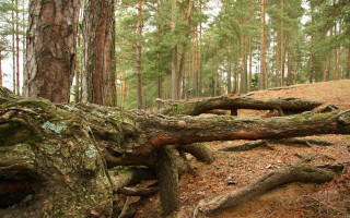 Fallen tree forest trail hill - a hill in the distance free wallpaper