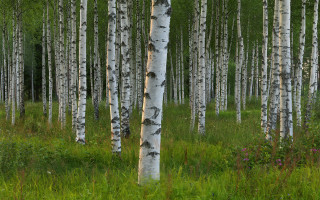 Grove trees grassy area bear - a grove of trees free wallpaper