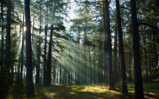 Forest sunbeams trail nature city - the tree and grass free wallpaper