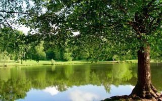 Tree water reflection bench nature - under free wallpaper