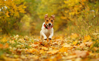 Dog leaves autumn blurry fire - tongue free wallpaper
