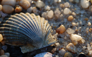 Shell beach pebbles shells macro - the sand free wallpaper