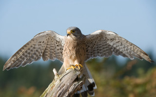 Bird spread wings tree branch - upper body free wallpaper