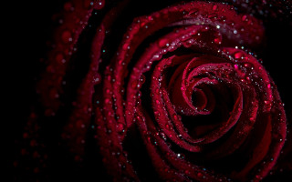 Red rose water droplets gothic 11 - a red rose free wallpaper for desktop