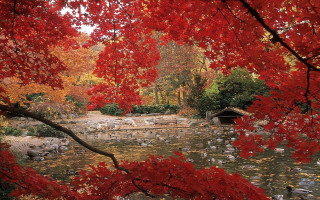 Pond rocks trees red leaves - choi buk free wallpaper