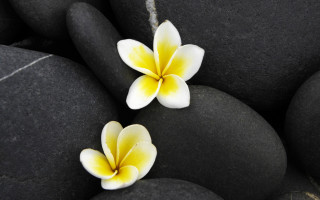 Yellow white daisy lily lotus - petal free wallpaper