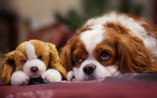 Dog laying bed stuffed animal - stuffed free wallpaper