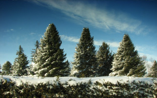 Snowy field trees blue sky - naturalism free wallpaper