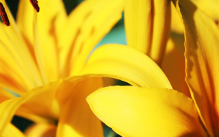Yellow flower blue background red - derek chittock free wallpaper