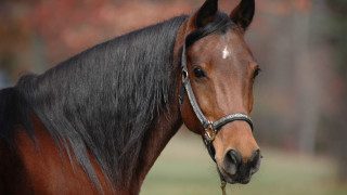 Brown horse black mane white - a brown horse free wallpaper