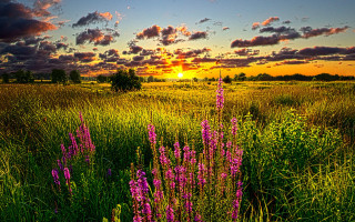 Purple flowers sunset clouds trees - flora macdonald reid free wallpaper