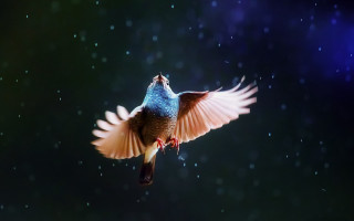Bird owl night sky star - a dark background free wallpaper