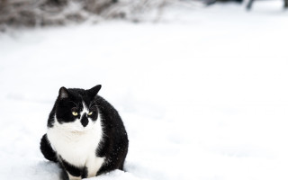 Black white cat snow winter - cat free wallpaper