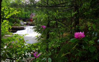 Lush forest stream flower house - a stream free wallpaper