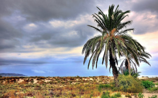 Palm tree field mountain cloudy - palm tree free wallpaper