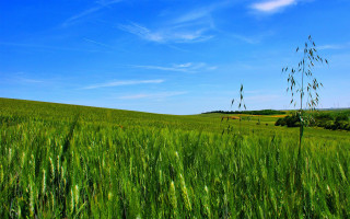 Green grass blue sky clouds 22 - green grass free wallpaper for desktop