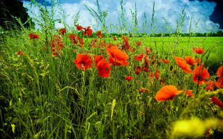 Red flower field blue sky - impressionist painting free wallpaper