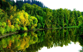 River forest green leaves park - yellow leaf free wallpaper