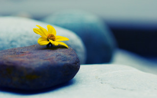 Yellow flower rock beach sky - adam bruce thomson free wallpaper