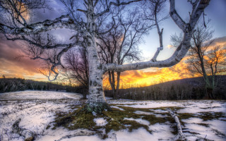 Tree sunset snow grass nature - the ground and grass free wallpaper