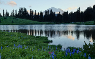 Lake forest mountain blueflowers nature - blue flower free wallpaper for desktop
