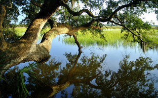Tree branch water reflection autumn - a reflection of the sky free wallpaper