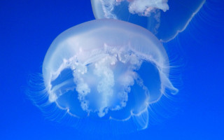 Jellyfish couple blue background bubbles - jellyfish free wallpaper