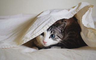Cat hiding under blanket bed - clovis trouille free wallpaper