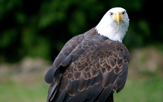 Bald eagle spread wings green - upper body free wallpaper