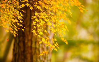 Fall leaves tree autumn blurry 2 - background of trees free wallpaper