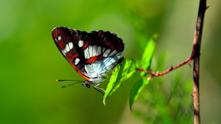 Butterfly green leaf sun forest - a blurry background free wallpaper