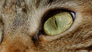 Cat eye green iris black - spot free wallpaper