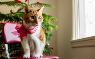 Cat bowtie christmas shiba outdoors - a bow tie free wallpaper