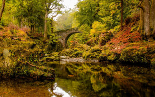 Bridge river forest autumn leaves - mossy free wallpaper