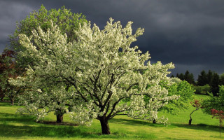 White flowered tree green field - stormy weather free wallpaper