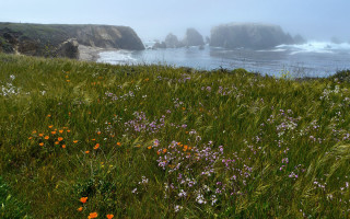 Wildflower ocean cliffs fog saturated - betye saar free wallpaper