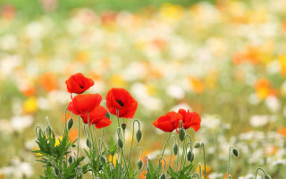 Red flower bokeh impressionist outdoors - a green stem in the foreground free wallpaper