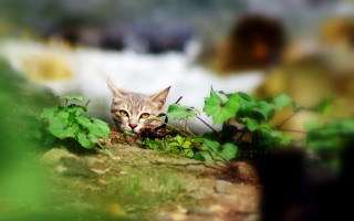 Cat leaves woods ecological art - sharp focus free wallpaper