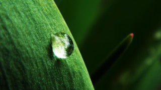 Leaf water drop macro green - a close up of a leaf free wallpaper