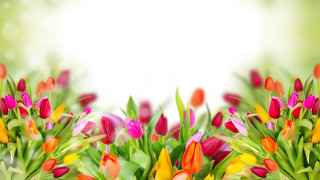 Flowers grass white background bouquet - a white background behind them free wallpaper
