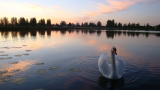 Swan water sunset pink sky - a swan free wallpaper