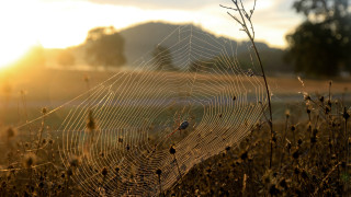 Spider web bird mountain sunset - a bird free wallpaper for desktop
