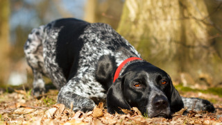 Black white dog leaves woods 4 - a red collar free wallpaper